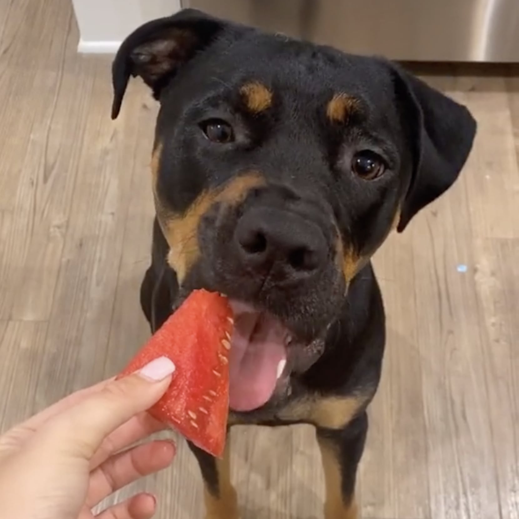 tiktok doing the small bite challenge