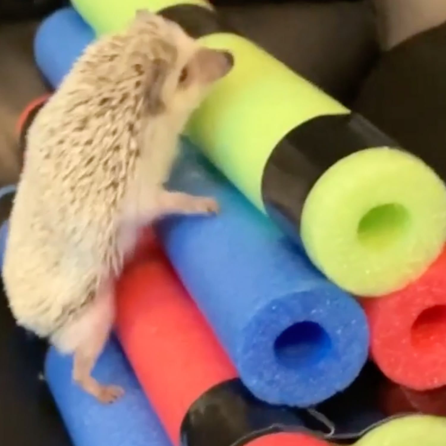 Pepper The Hedgehog Obstacle Course Videos Popsugar Pets