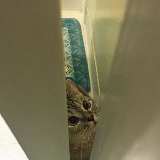 "Let meowt of here."