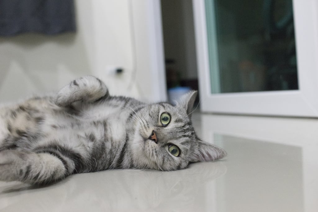American Shorthair The 17 Best Cat Breeds For First Time Owners