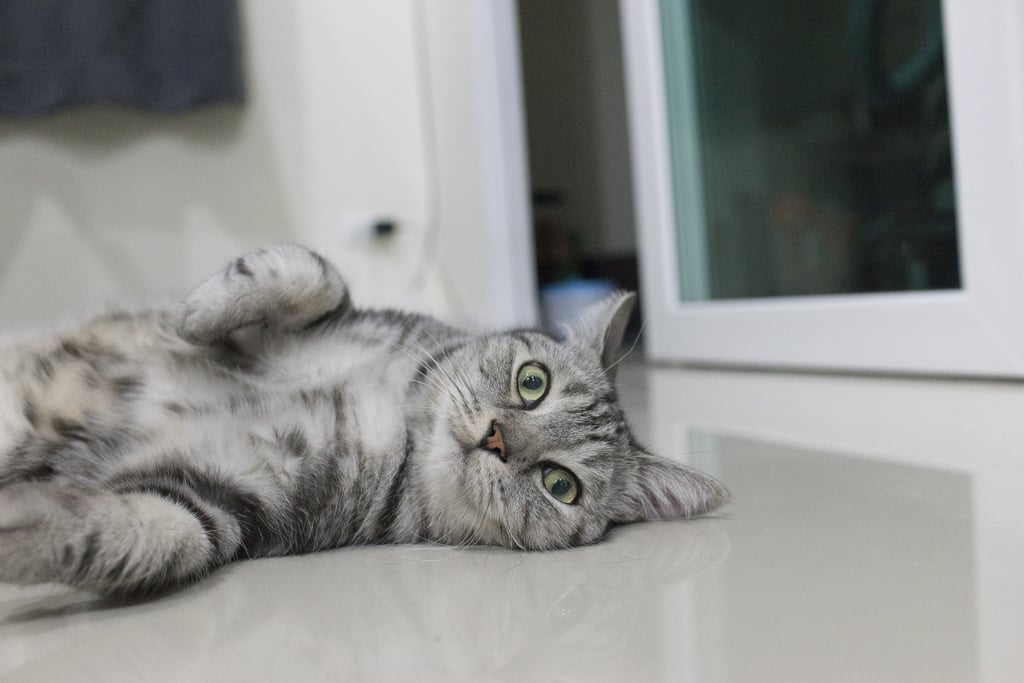 American Shorthair