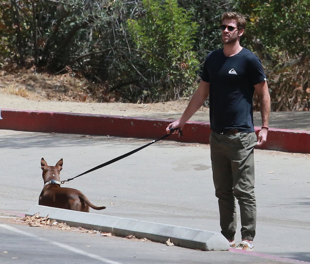 Liam Hemsworth Walking His Dog August 2015 | Pictures