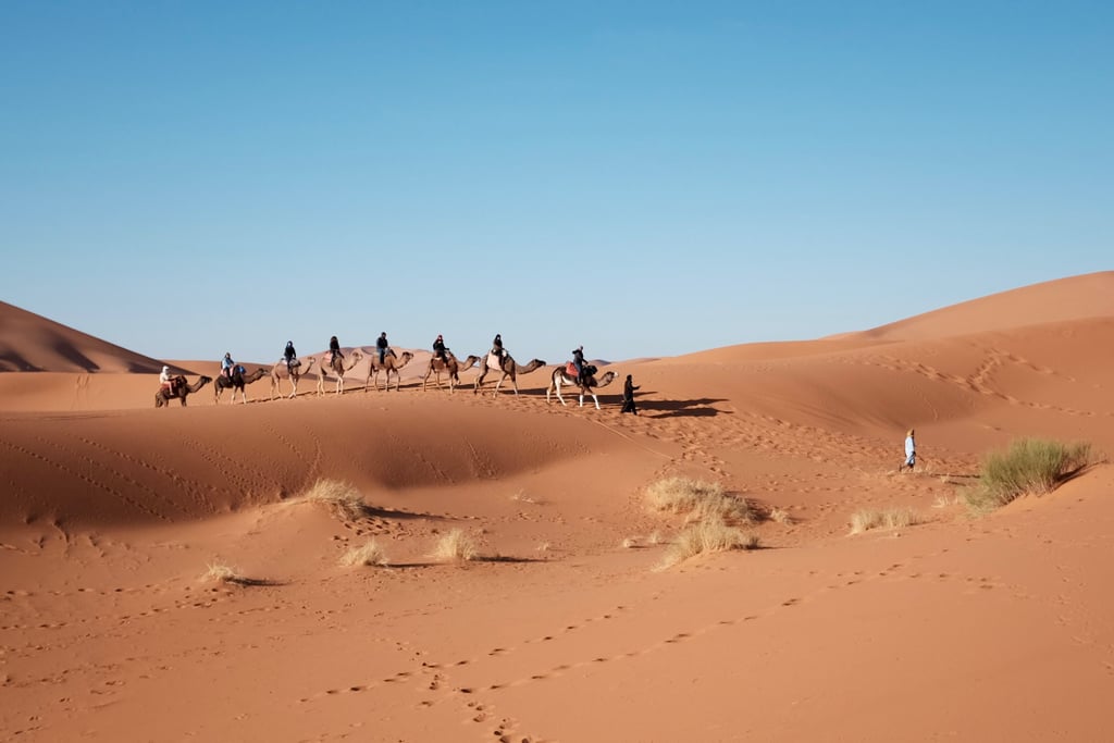 Saudi Arabia imports camels and sand from Australia.