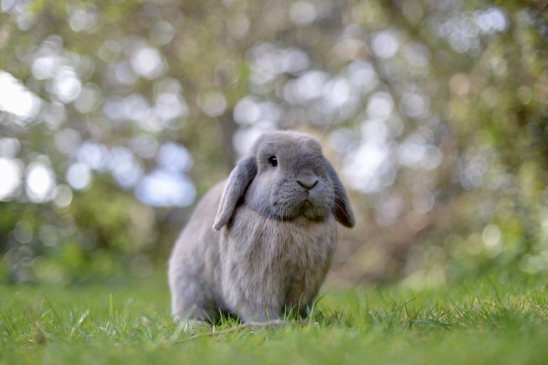 Pisces (Feb. 19-March 20): Holland Lop Rabbit