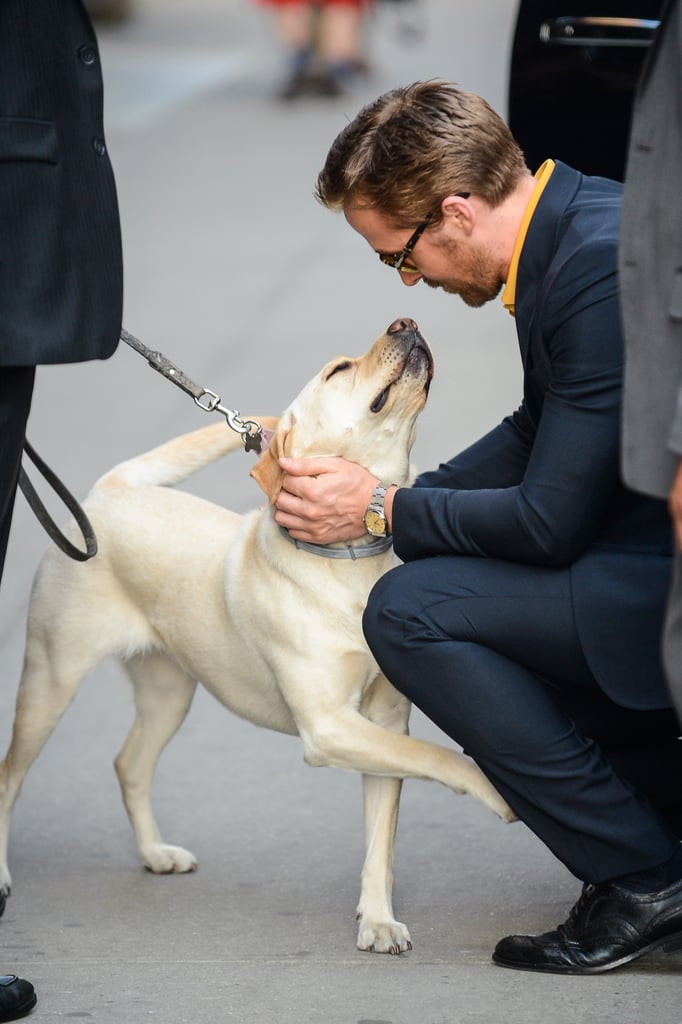 Ryan Gosling Petting Dog in NYC May 2016