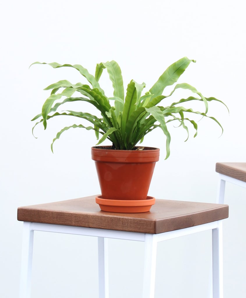 Bird's Nest Fern