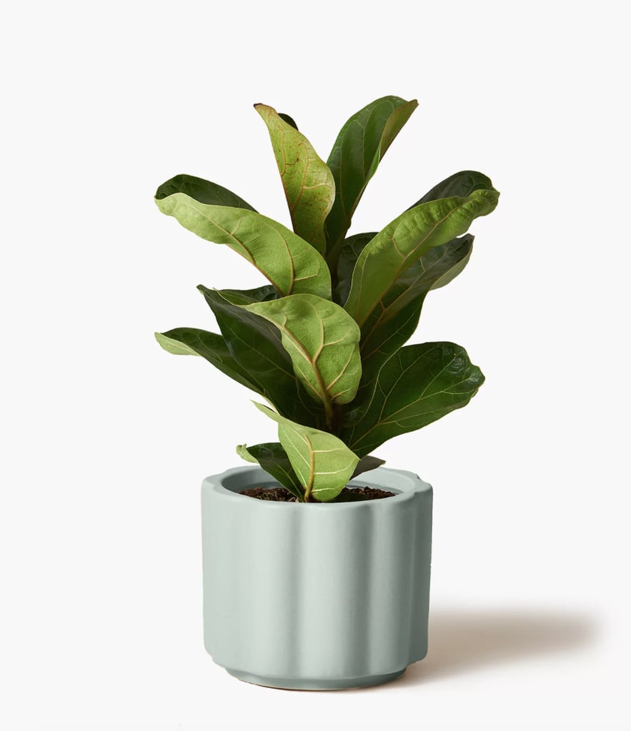 The Sill Fiddle Leaf Fig Plant in 5-Inch Hyde Earthenware Pot