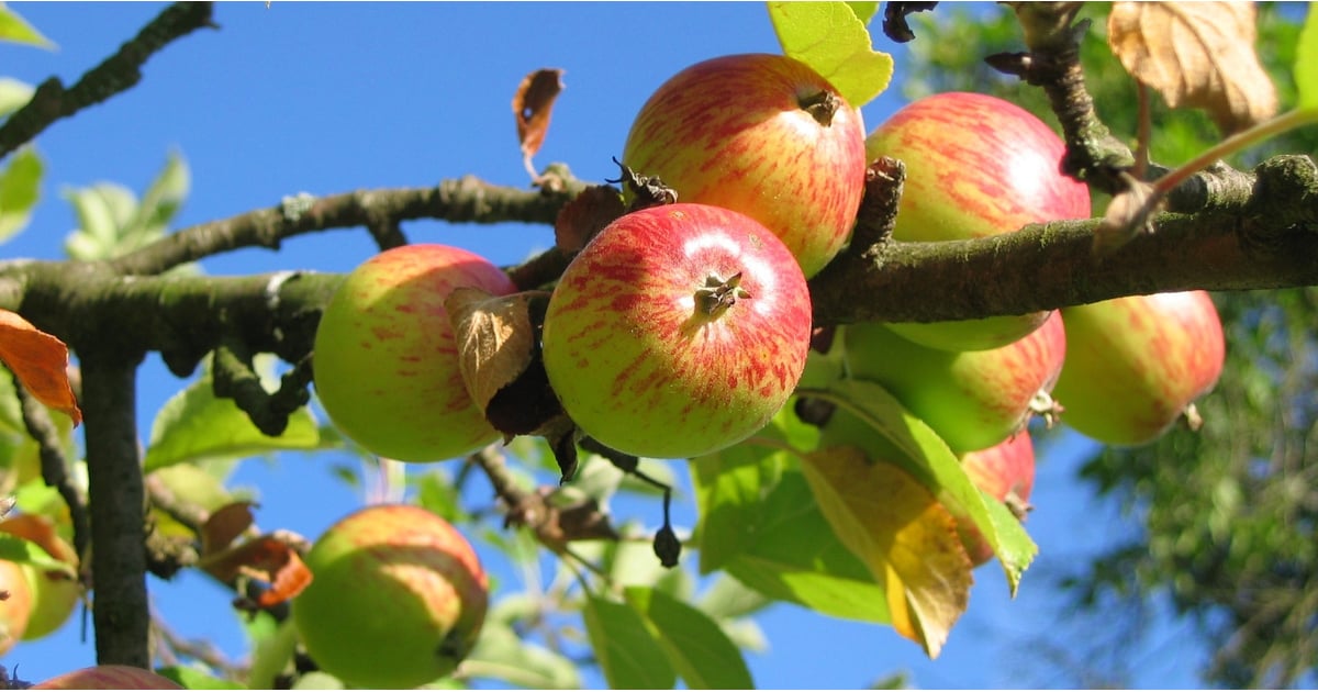 How Much Apple Cider Vinegar to Drink a Day POPSUGAR Fitness UK