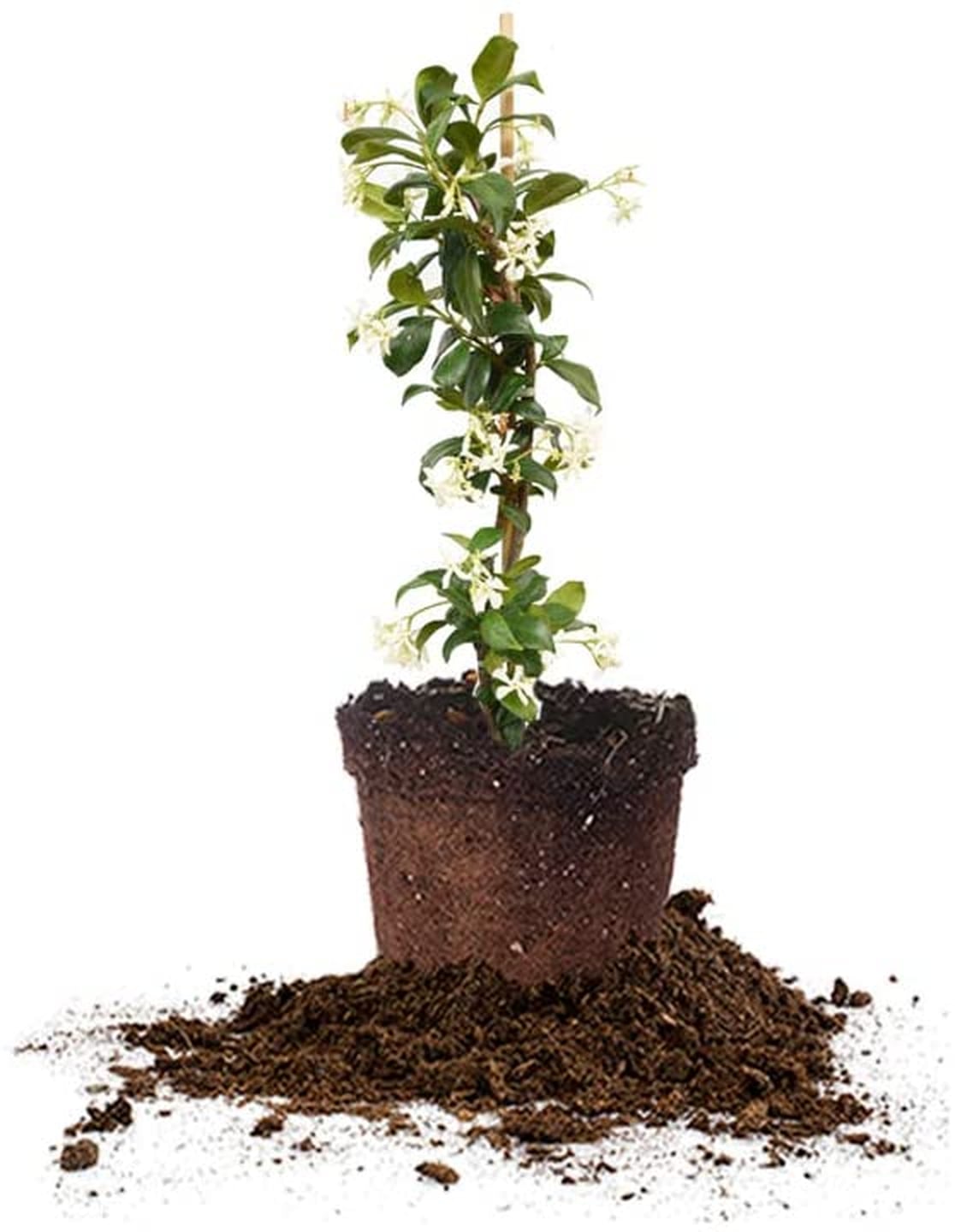 Best Indoor Plants That Help You Sleep POPSUGAR Home