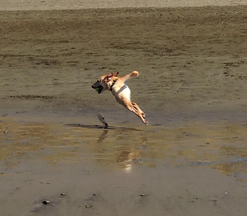 Flying Dog