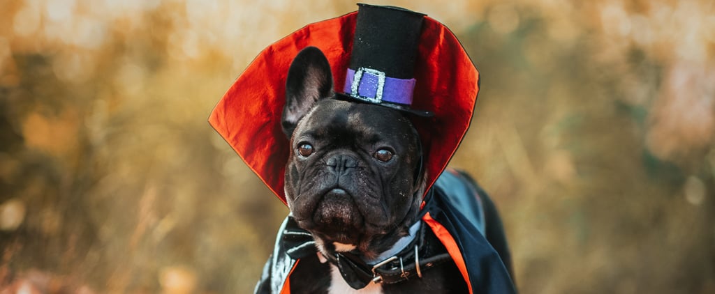 Shop Petco's Best Halloween Costumes For Dogs and Cats 2023