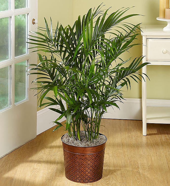 Cateracterum Palm Best Large Indoor Plants POPSUGAR Home Photo 13