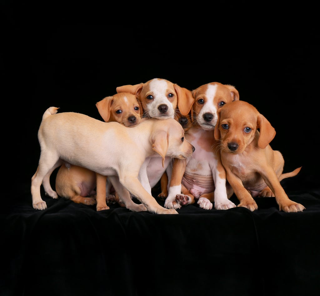 2nd Place, Puppies, Charlie Nunn