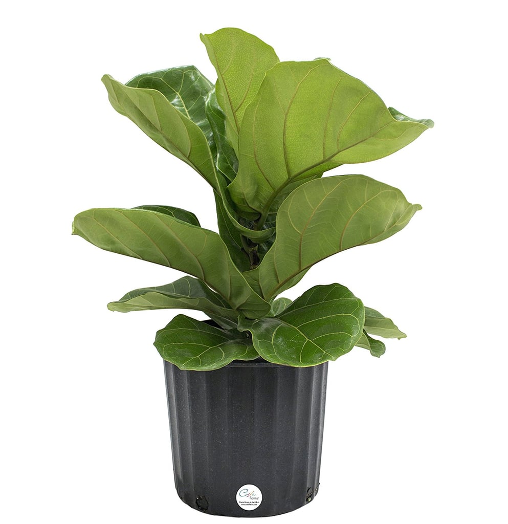 Fiddle Leaf Fig