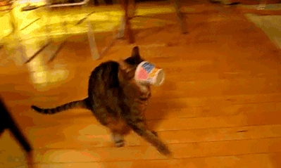 "Help, omgomgomg, help." | Funny Cat GIFs | POPSUGAR Tech Photo 17