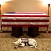 George H.W. Bush's Service Dog Sully Lying Under His Casket