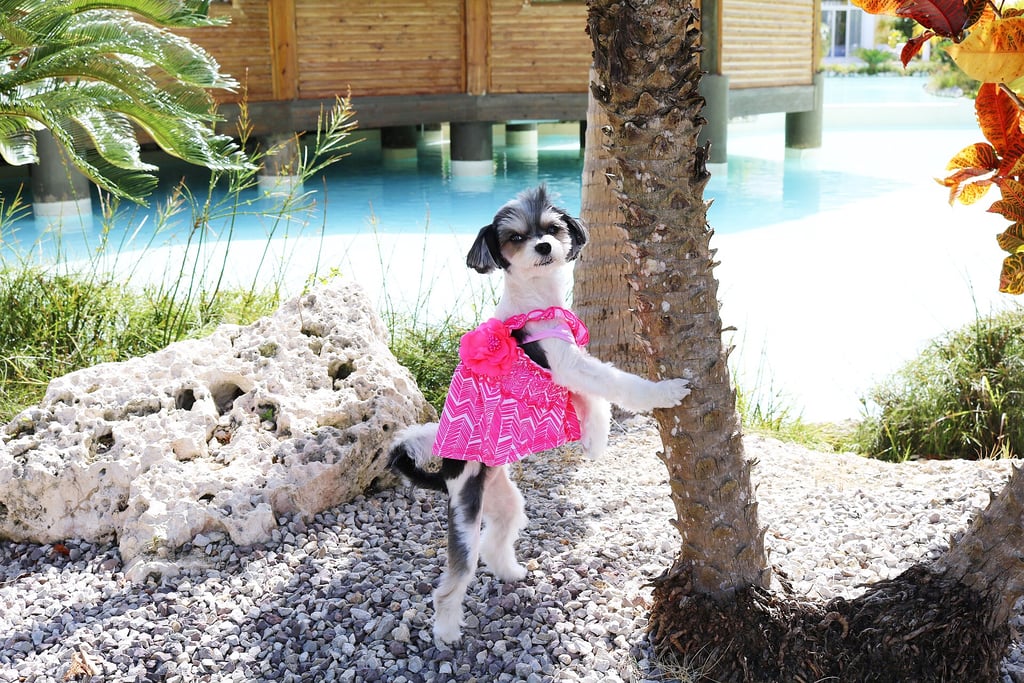 Exploring the grounds at Eden Roc Cap Cana was fun, as well!