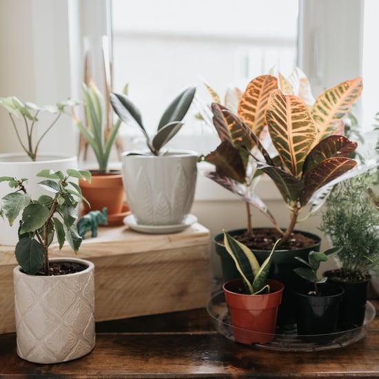 Shop LED Grow Lights For Indoor Plants