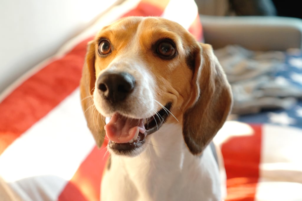 Cutest Pictures of Beagles