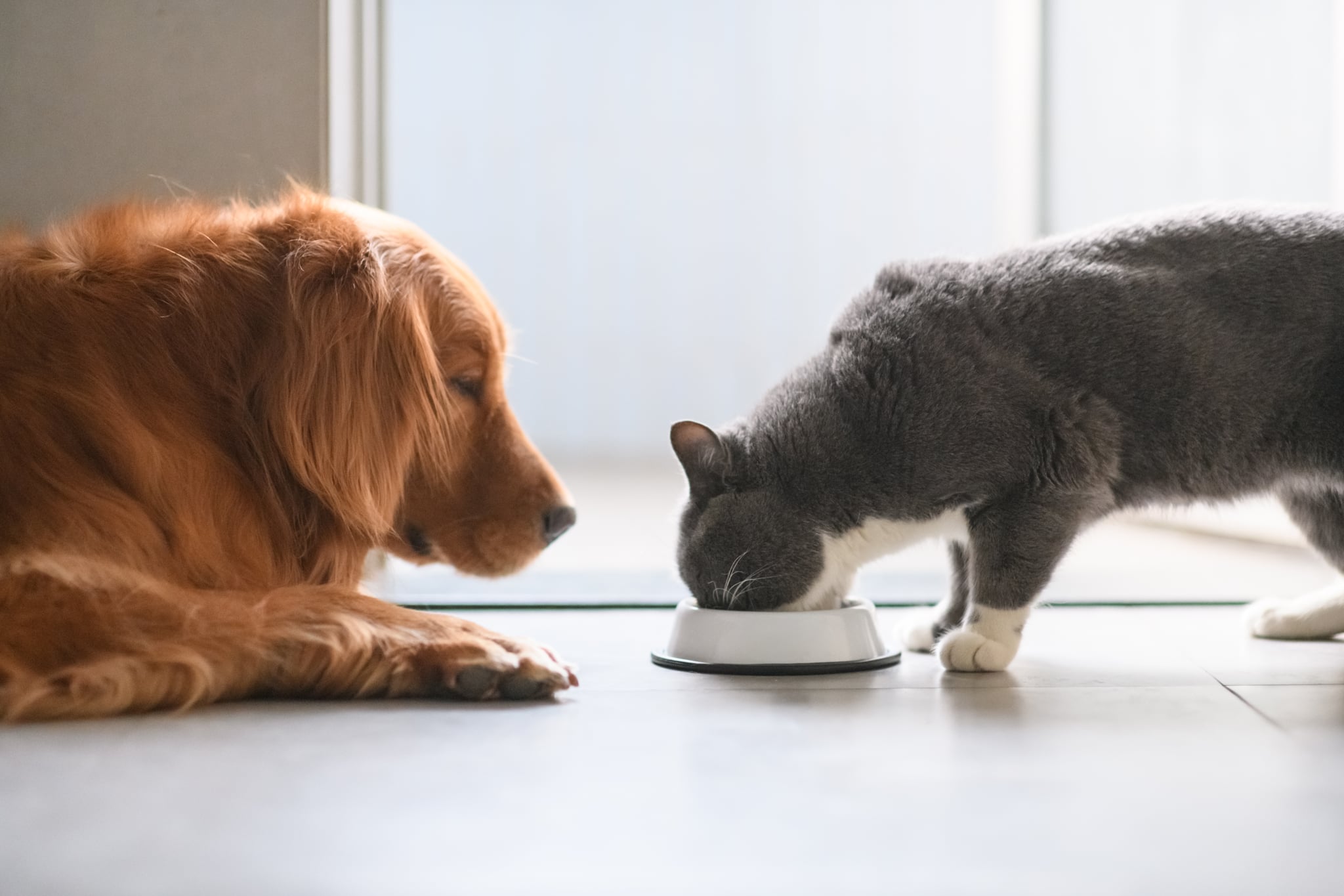 Golden Retriever and British shorthair cats are eating