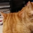 A Man Filmed His Cats "Fighting" to the Drum-Set Scene From Step Brothers, and Yep, Nailed It!
