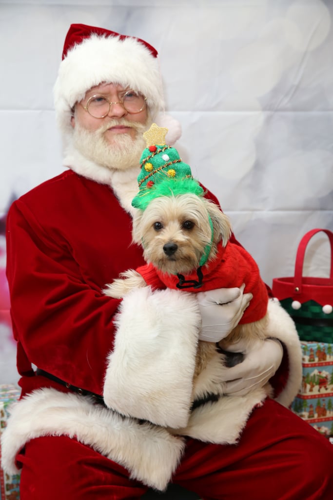 Pets Meeting Santa