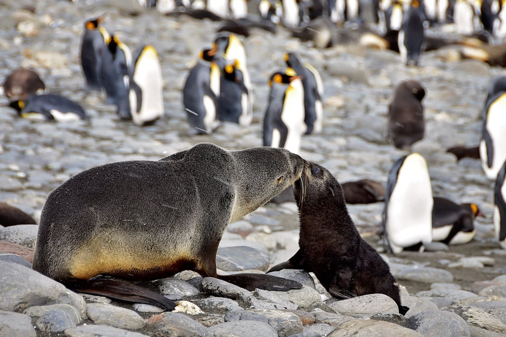 Antarctica King Penguins