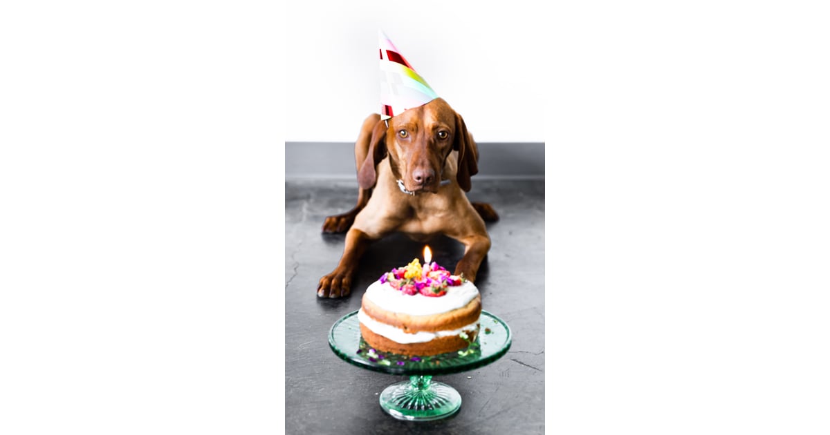 GrainFree Fruit Cake For Dogs Birthday Cake Recipes and Ideas For