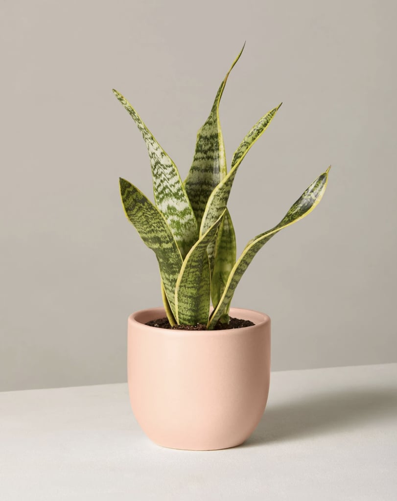 For the Person With a Green Thumb: The Sill Snake Plant Laurentii