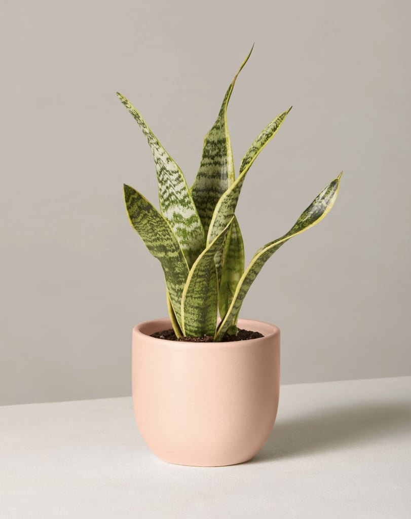 For the Roomie With a Green Thumb: The Sill Snake Plant Laurentii