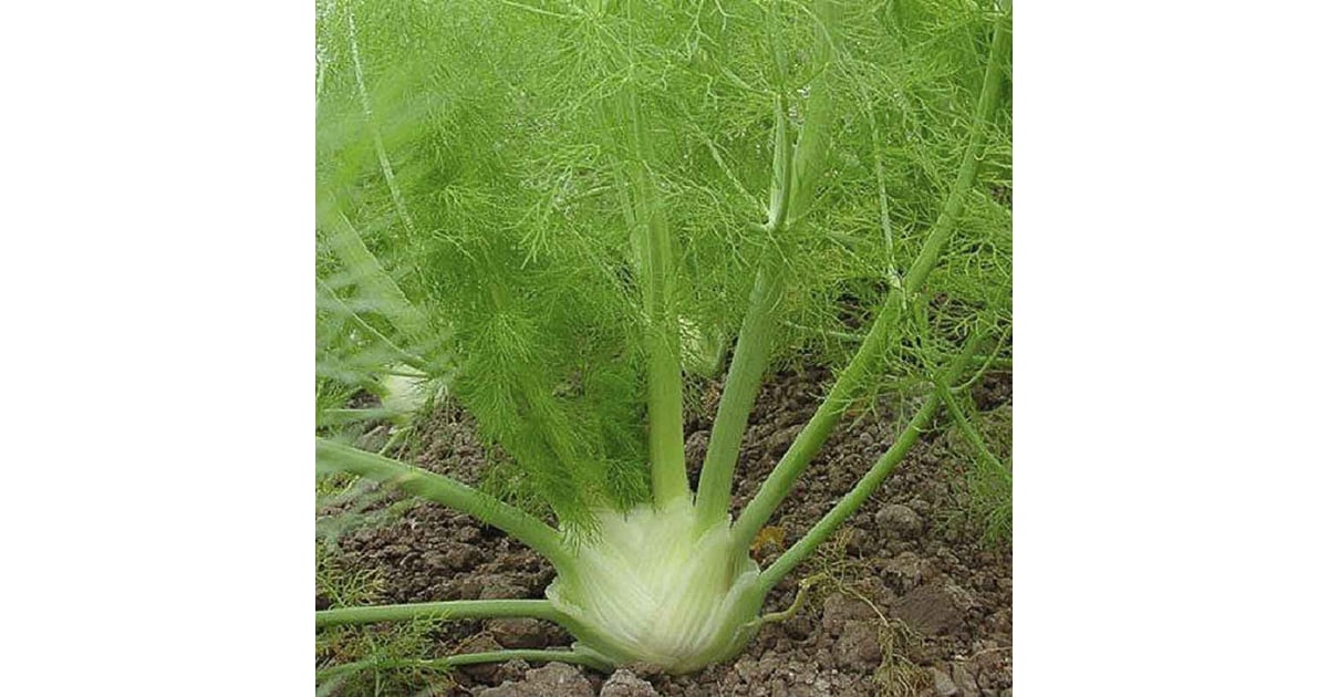 Fennel Where to Buy Edible Garden Plants Online POPSUGAR Home Photo 16