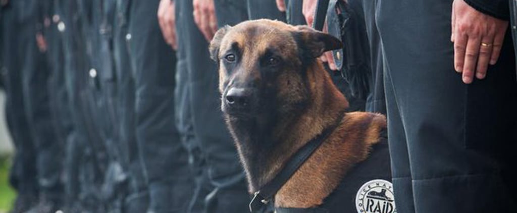 Police Dog Killed in Paris Raid
