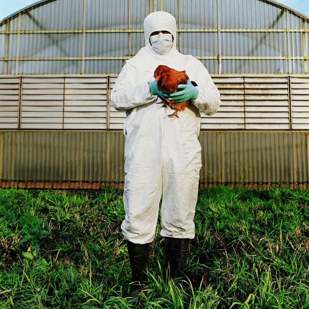 Bird Flu Has Spread to Cattle. Should Humans Be Concerned?