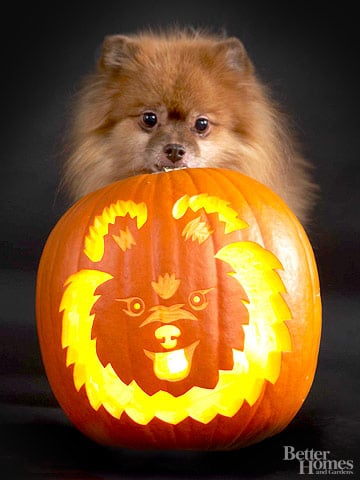 Pomeranian Downloadable Dog Breed Pumpkin Stencils