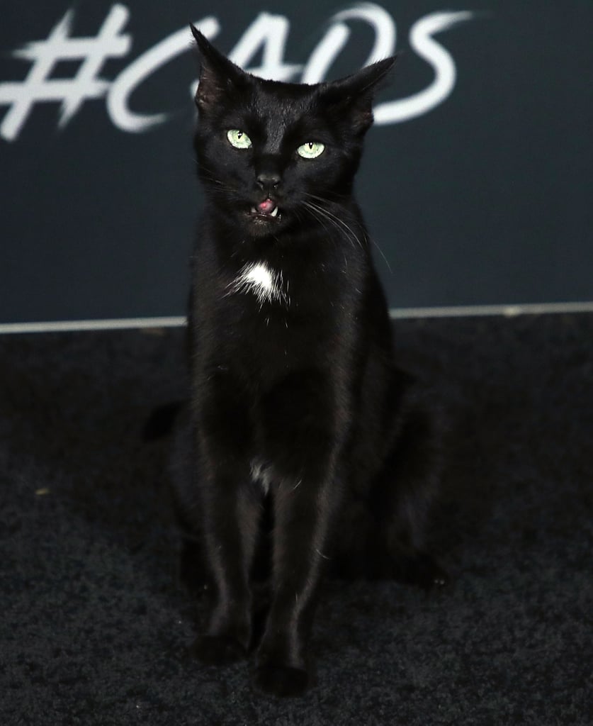 Salem the Cat on Sabrina Netflix Red Carpet Photos 2018