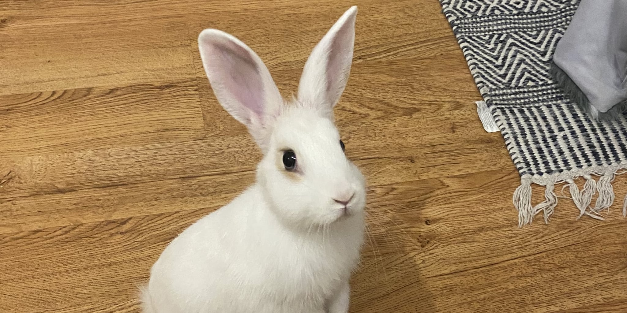 Is It Normal For Rabbits to Eat Their Own Poop? POPSUGAR Pets