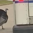 Please Enjoy This Video of a Wild Turkey Relentlessly Chasing Down a Mailman on His Route