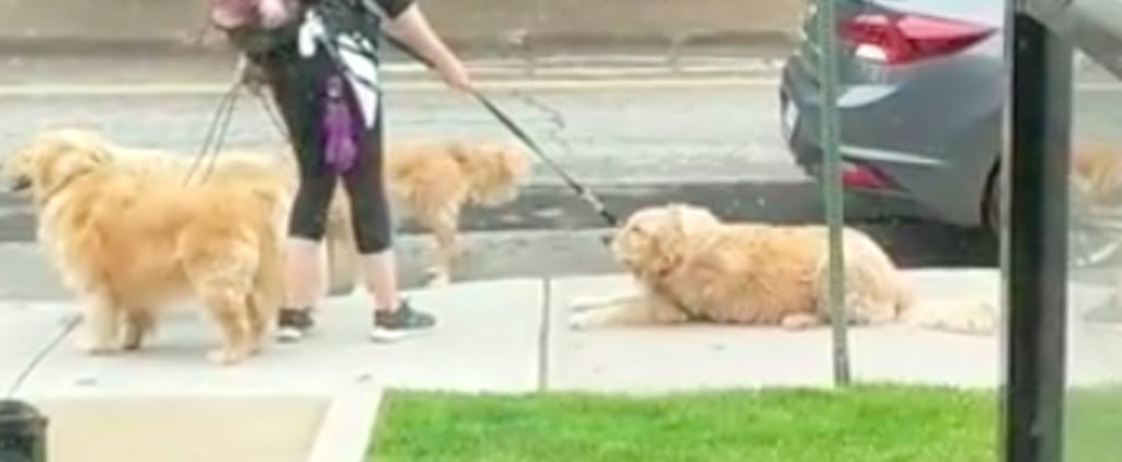 Funny Videos of Golden Retrievers