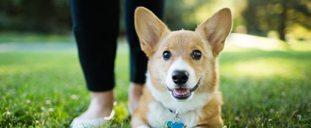 I Worked as a Puppy Trainer, and These are My Top Tips