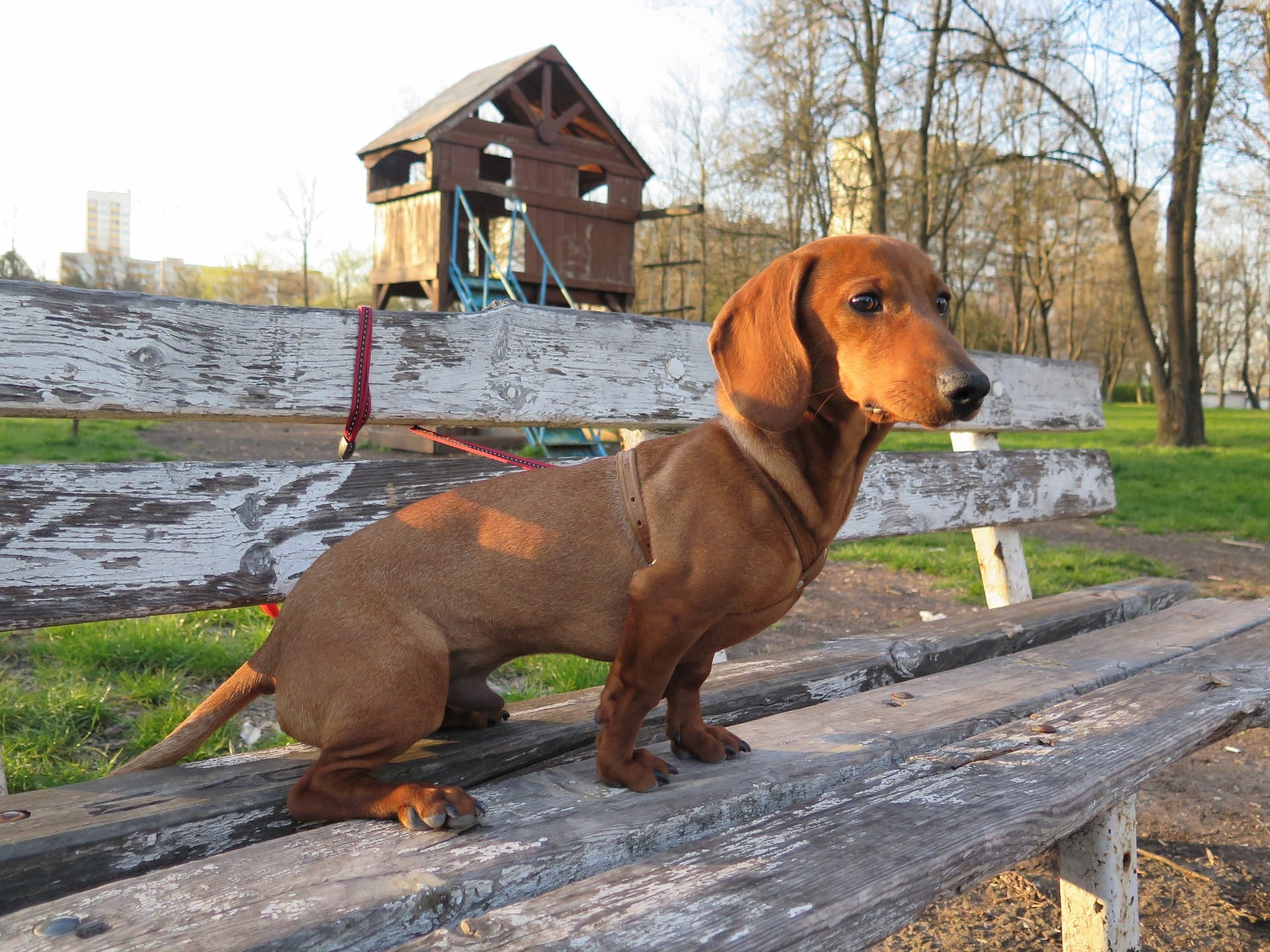 Cutest Dachshund Photos Popsugar Pets