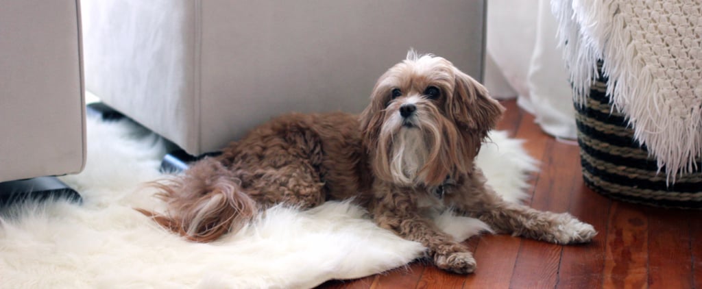 How Music Can Ease Anxiety in Dogs