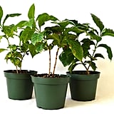 Arabica Coffee Plant Pot Set, 3-Pack ($19)