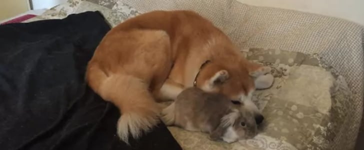 Dog and Bunny Friends | GIF