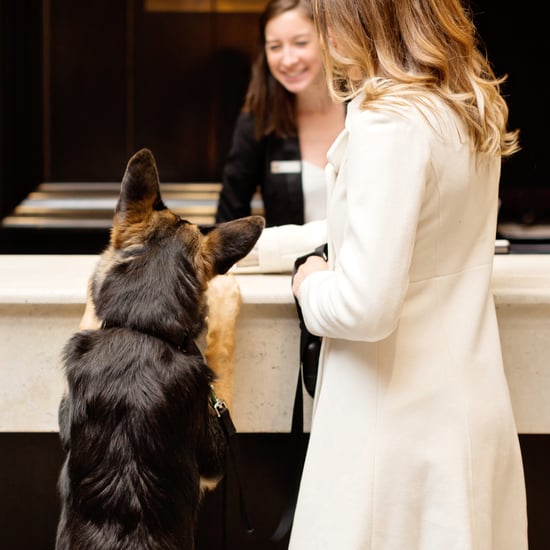 The Most Dog-Friendly Hotels in the U.S.