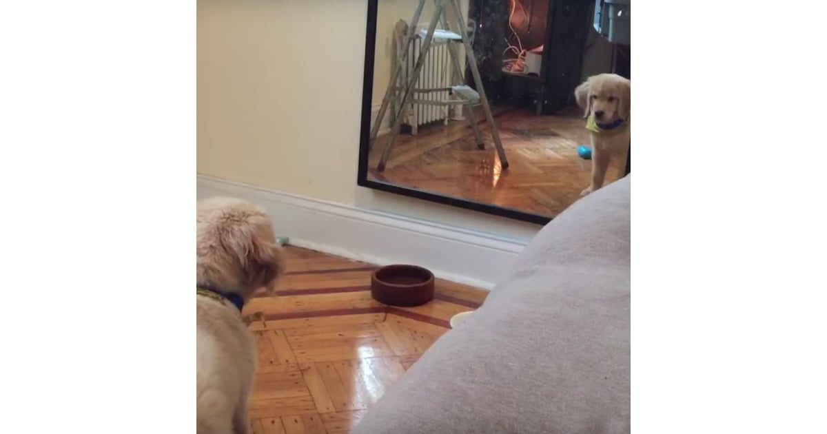 Puppy Sees Reflection In Mirror Video Popsugar Pets