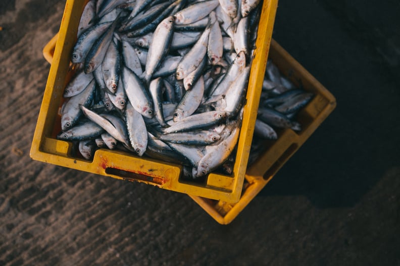 Small, Cold-Water Fish