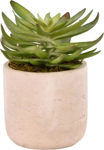 Stylish Succulent: Bloomr Desert Echeveria Succulent Planter