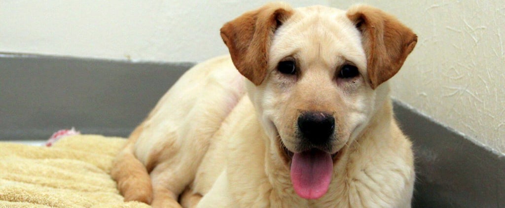 San Francisco SPCA Korean Dog-Meat Farm Rescues
