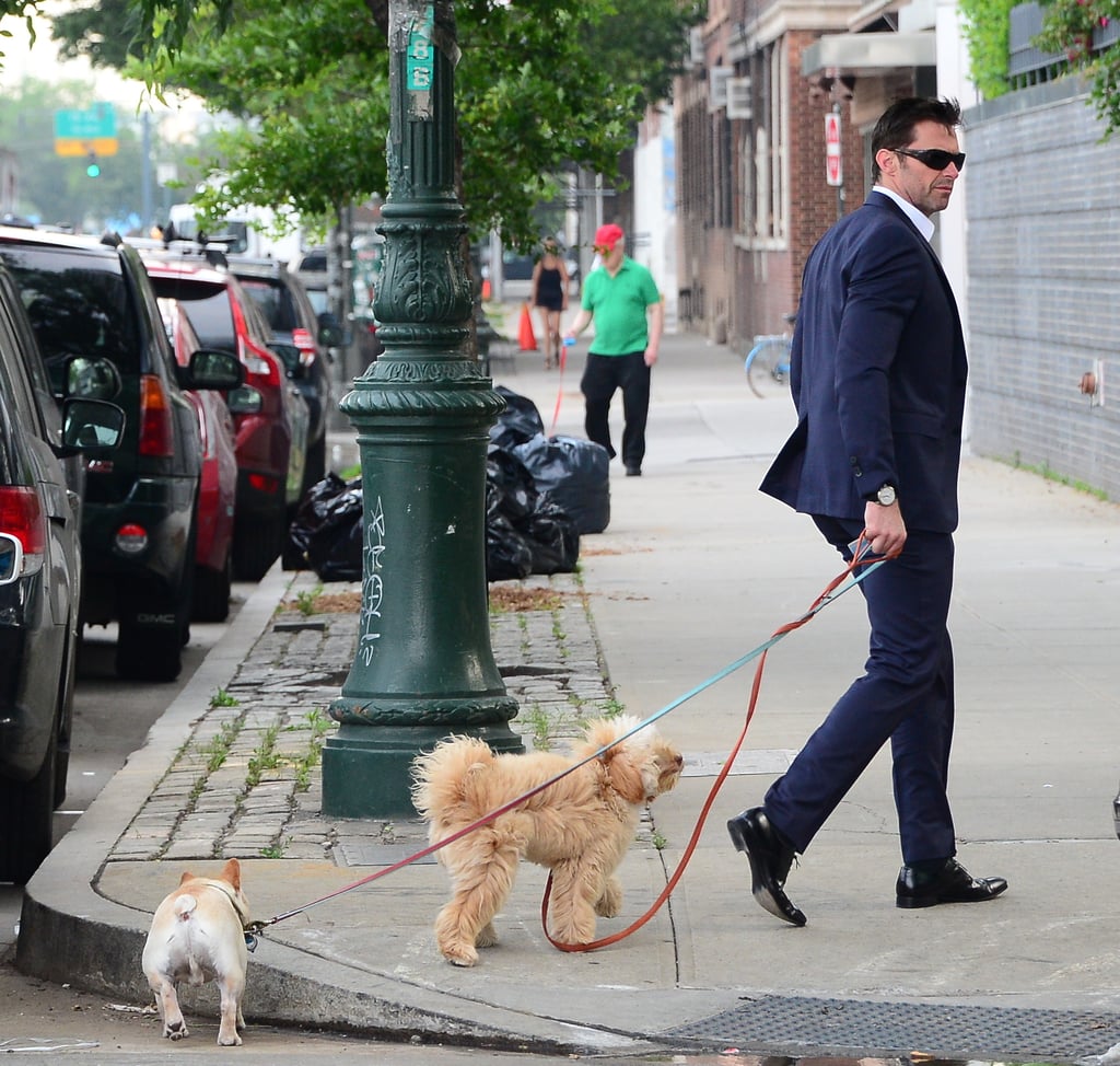Hugh Jackman Walking His Dogs in a Suit in NYC
