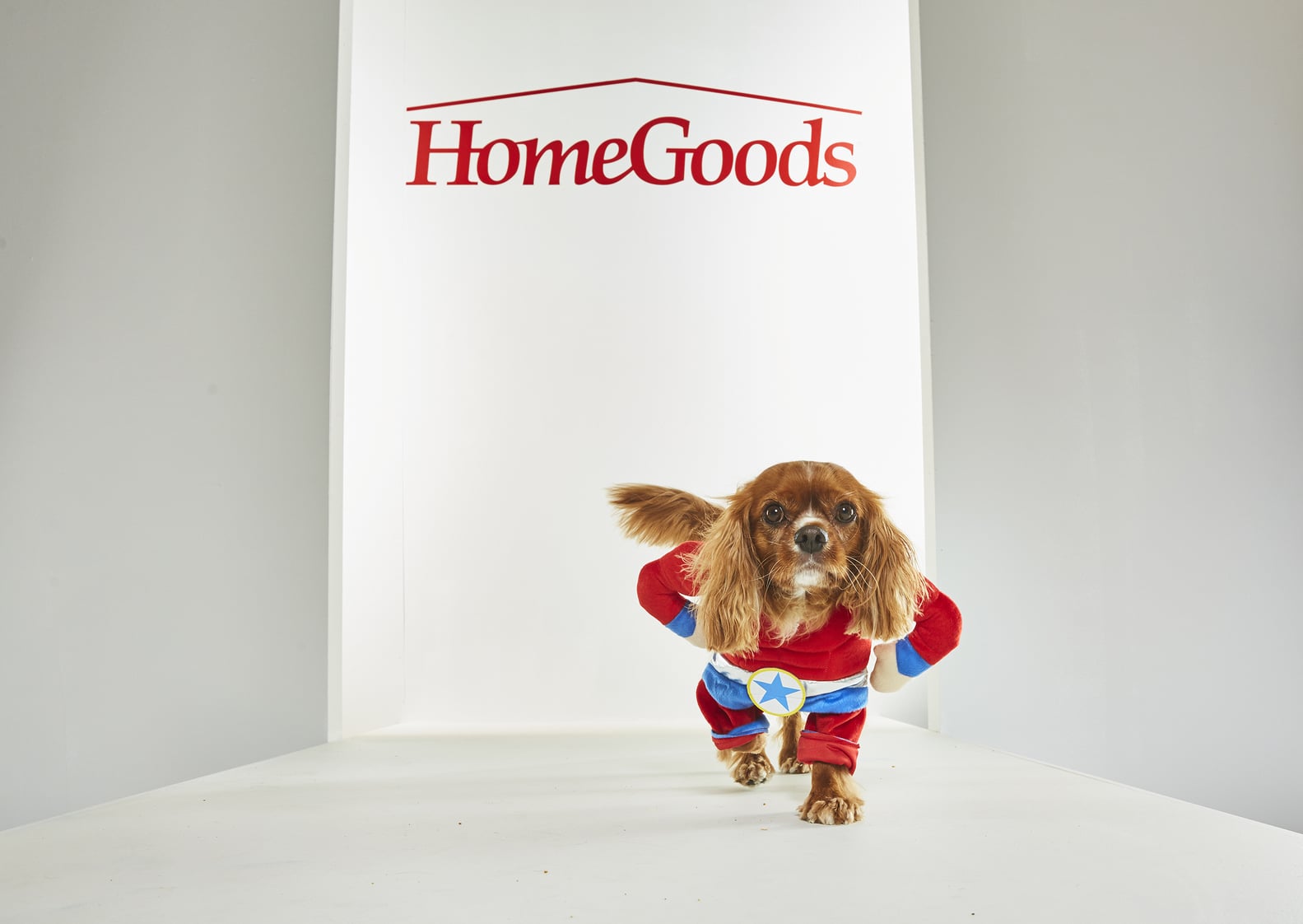 Pet Halloween Costumes From HomeGoods POPSUGAR Home